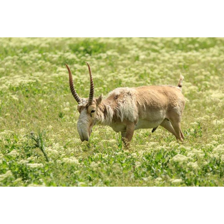 Saiga tatarica Фото №4
