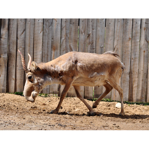 Saiga tatarica Фото №5