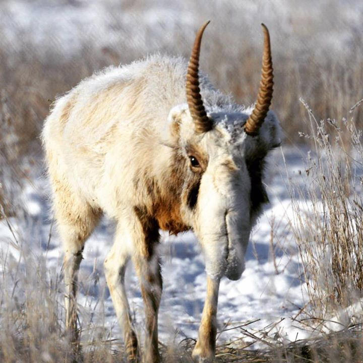 Saiga tatarica Фото №6
