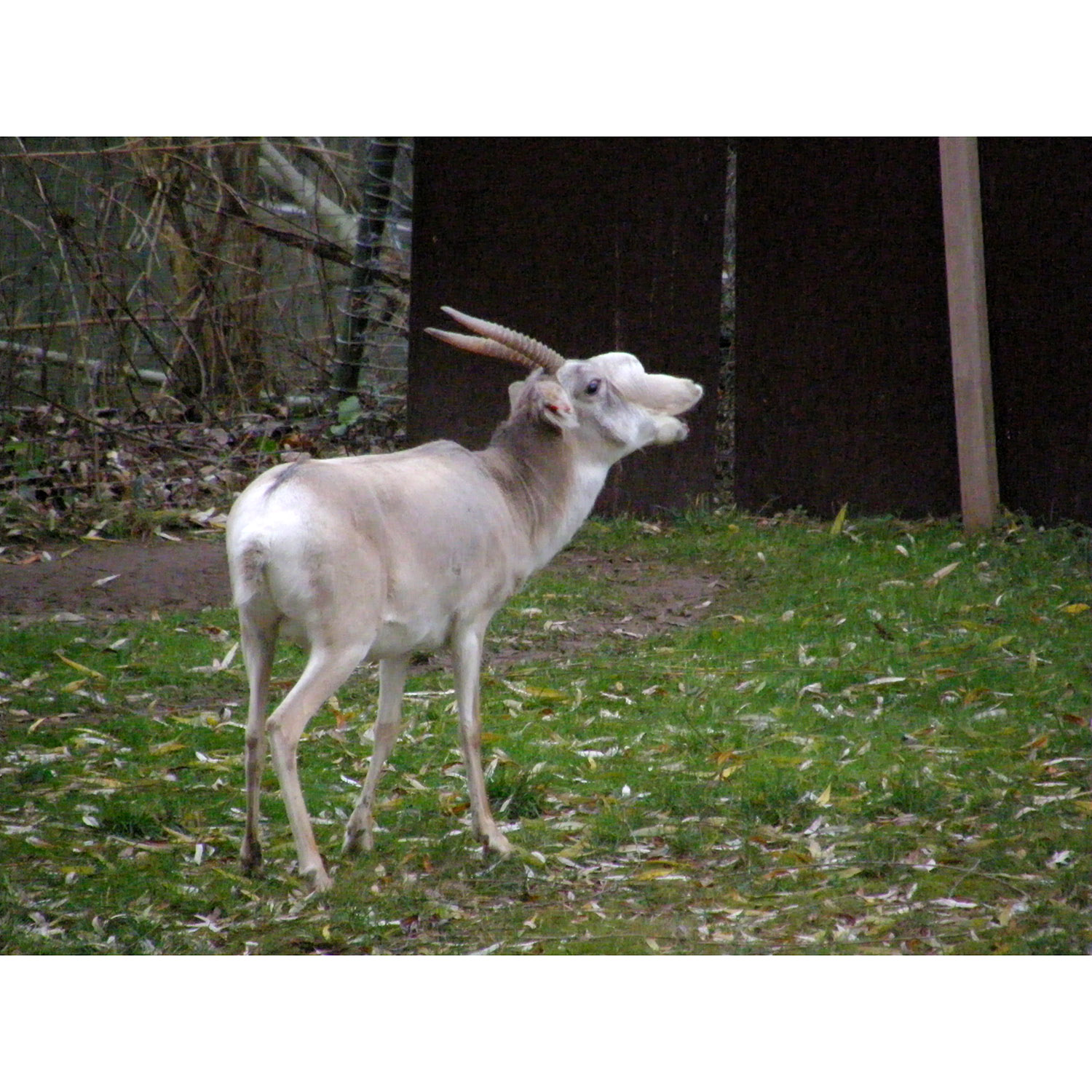 Saiga tatarica Фото №7