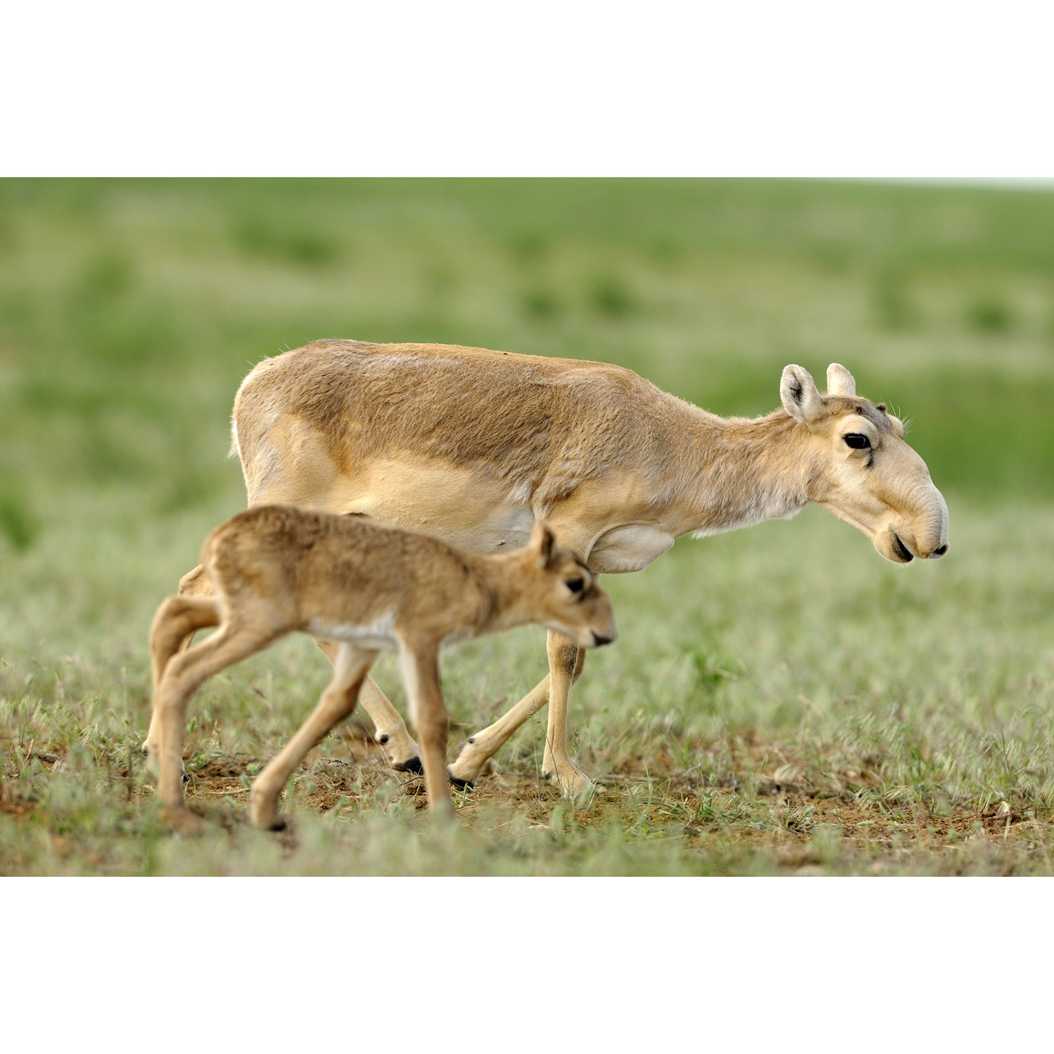 Saiga tatarica Фото №8