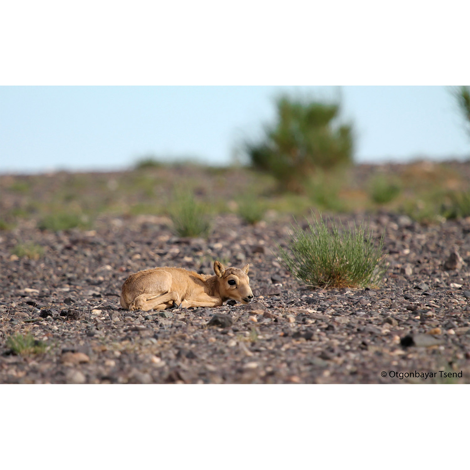 Saiga tatarica Фото №9
