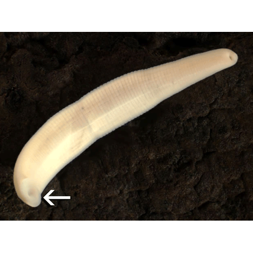 Семейство Salifidae фото