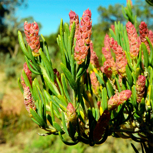 Семейство Sarcobataceae фото