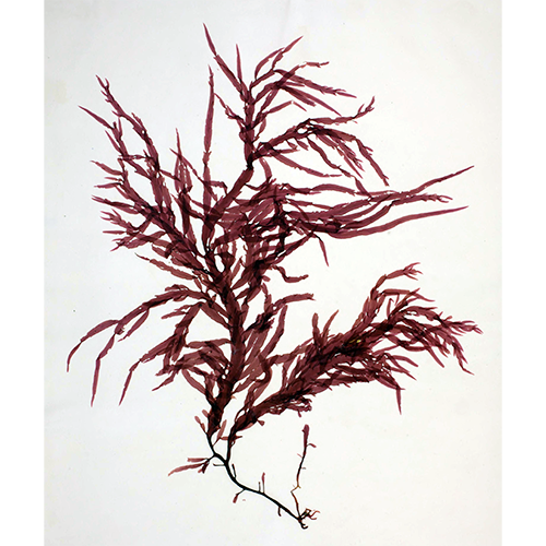 Семейство Sarcomeniaceae фото