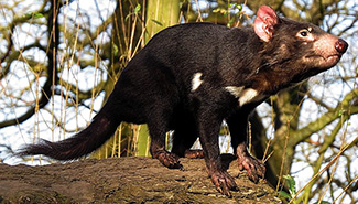 Sarcophilus harrisii harrisii