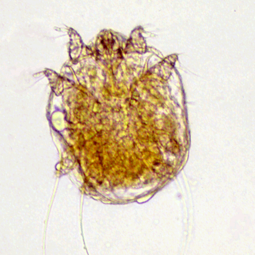 Семейство Sarcoptidae фото
