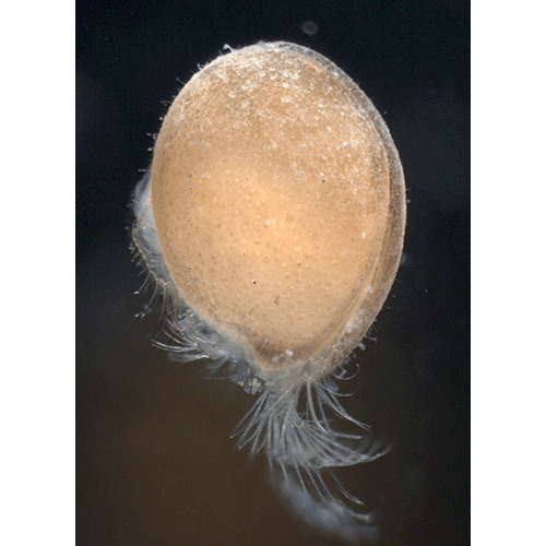 Семейство Sarsielloidea фото