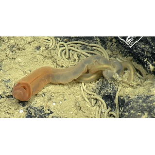 Семейство Saxipendiidae  фото