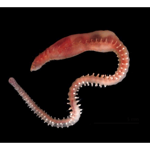 Семейство Scalibregmatidae фото