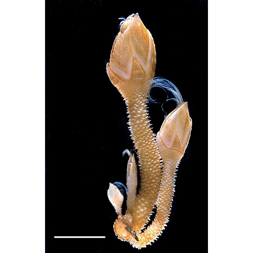 Семейство Scalpellidae фото