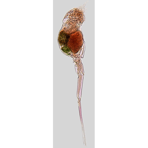 Семейство Scaridiidae  фото