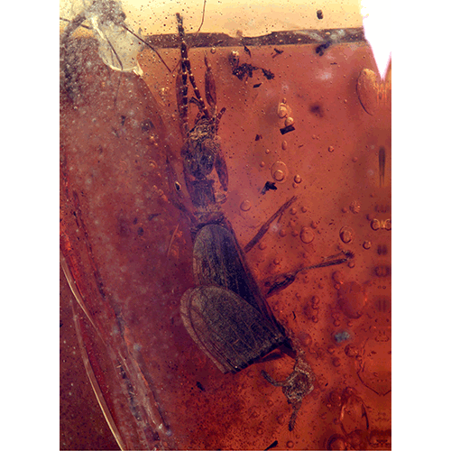 Семейство Scelembiidae фото