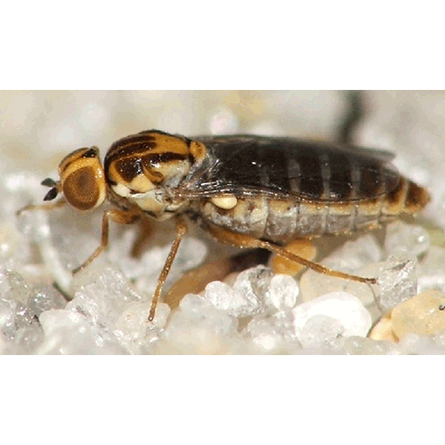 Семейство Scenopinidae фото