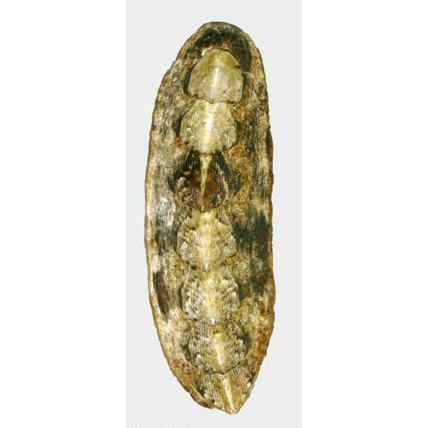 Семейство Schizochitonoidea  фото