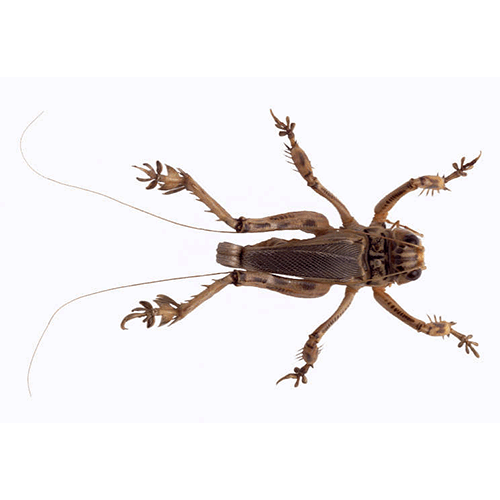 Семейство Schizodactyloidea фото