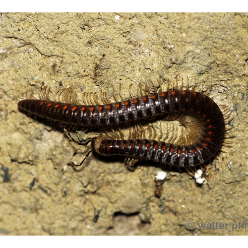 Семейство Schizopetalidae фото