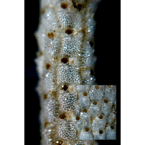Семейство Schizoporelloidea фото