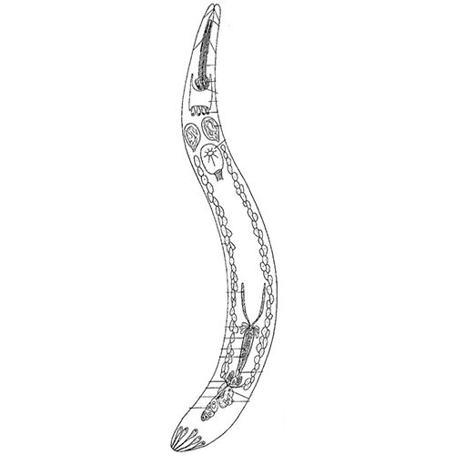 Семейство Schizorhynchidae  фото