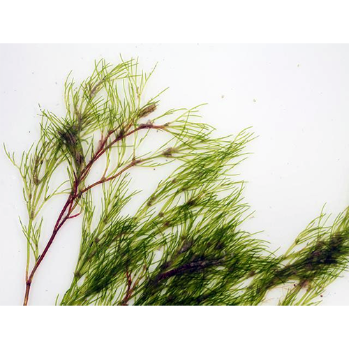 Семейство Schmiziellaceae фото