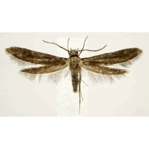 Семейство Schreckensteinioidea фото