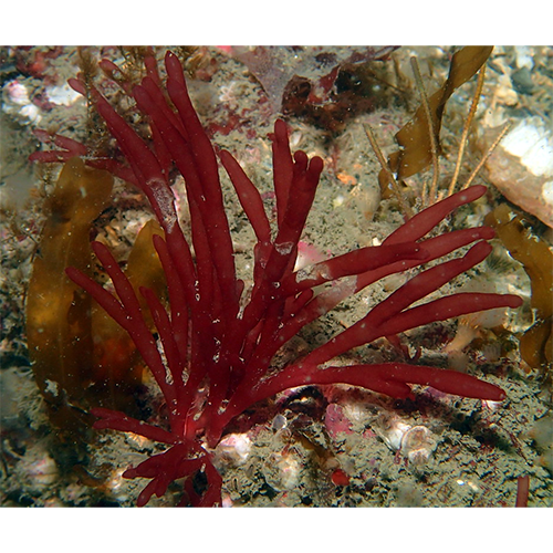 Семейство Scinaiaceae фото