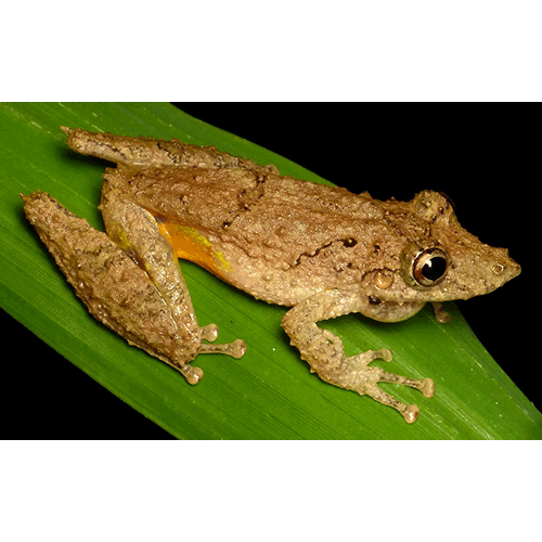 Род Scinax  фото