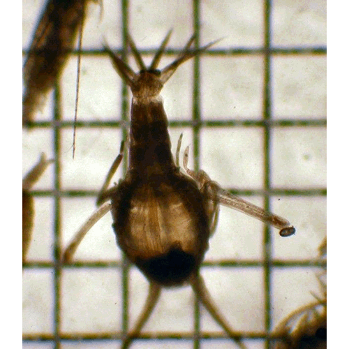 Семейство Scinoidea фото