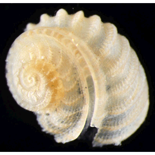 Семейство Scissurelloidea  фото