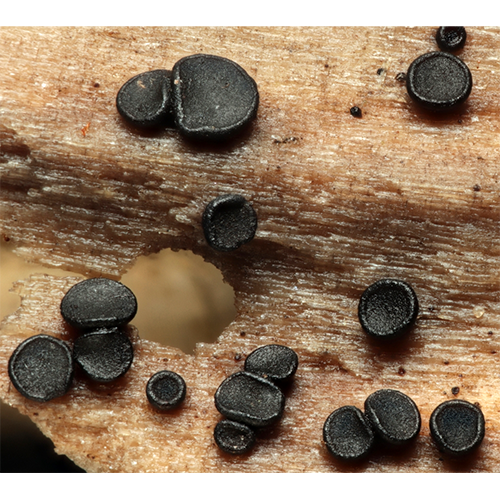 Отряд Sclerococcales фото