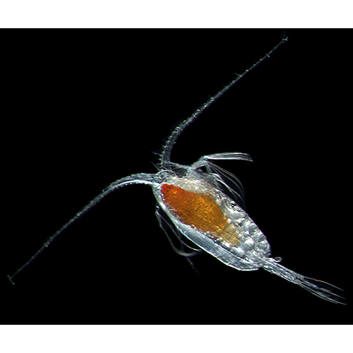 Семейство Scolecitrichidae фото
