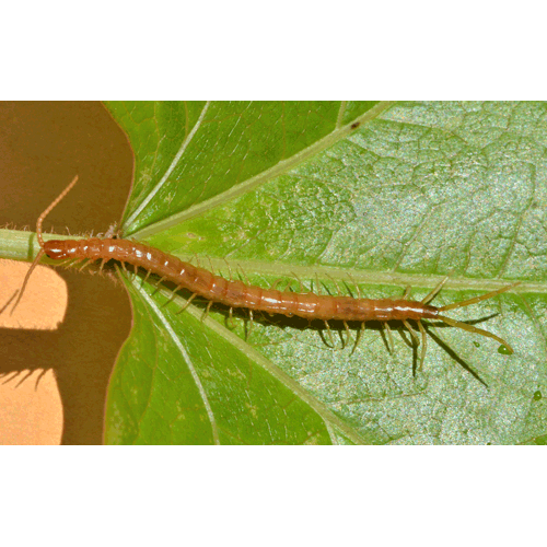 Семейство Scolopocryptopidae фото