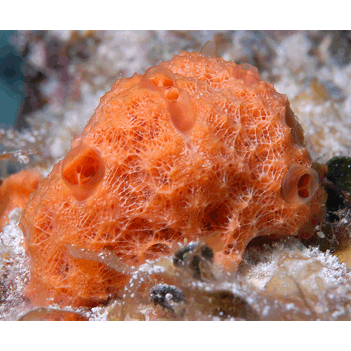 Семейство Scopalinidae  фото