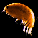 Семейство Scopelocheiridae фото