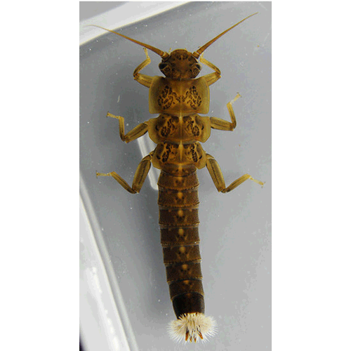 Семейство Scopuridae фото