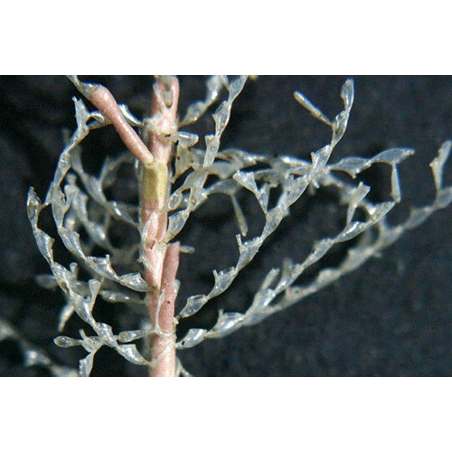 Семейство Scruparioidea фото