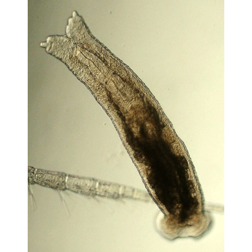 Семейство Scutariellidae  фото