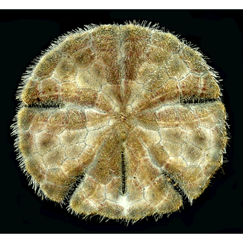 Семейство Scutellidea  фото