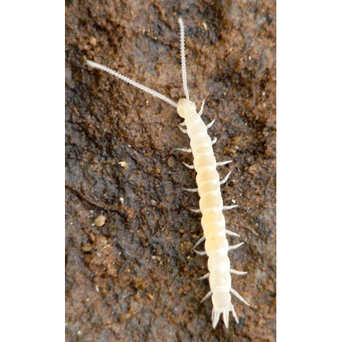 Семейство Scutigerellidae фото