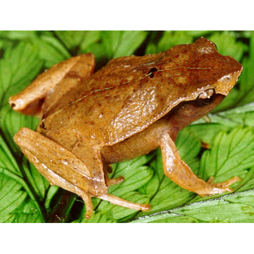  Род Scythrophrys  фото