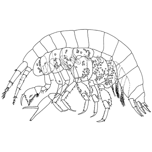 Семейство Sebidae фото