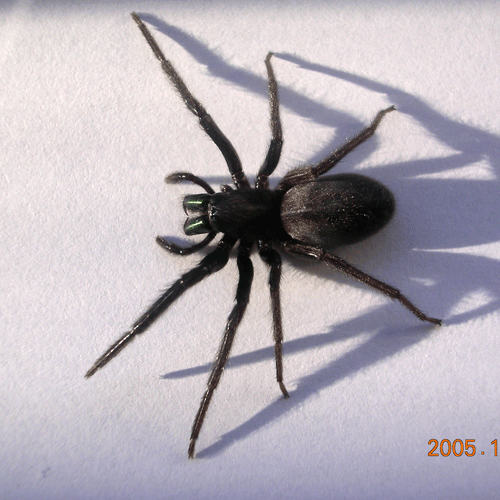 Семейство Segestriidae фото