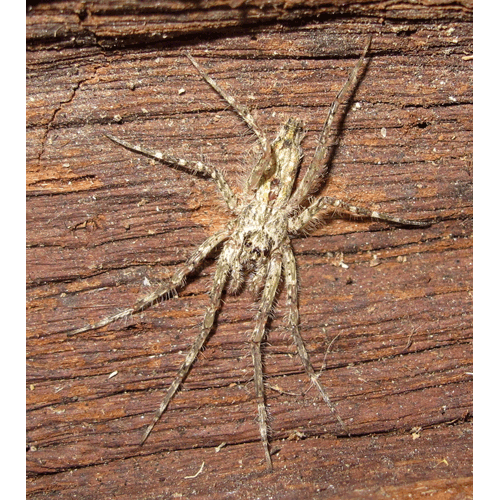Семейство Senoculidae фото