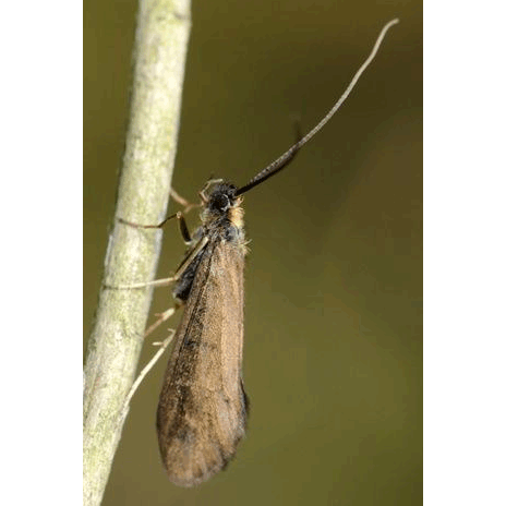 Семейство Sericostomatoidea фото