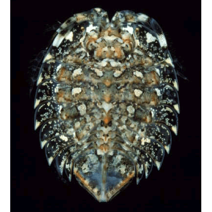 Семейство Seroloidea фото