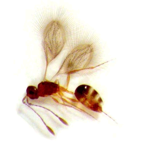 Семейство Serphitoidea фото