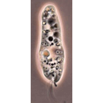 Семейство Serpulidicolidae фото