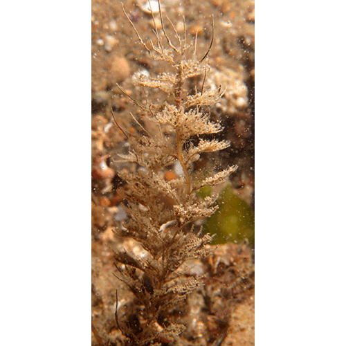 Семейство Sertulariidae  фото
