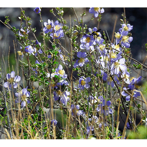 Семейство Setchellanthaceae фото