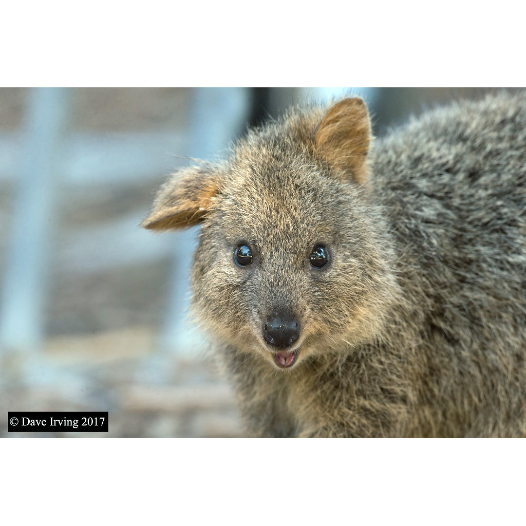 Квокка (Setonix brachyurus) Фото №10